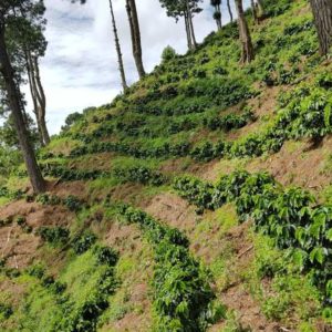 finca lo prometido